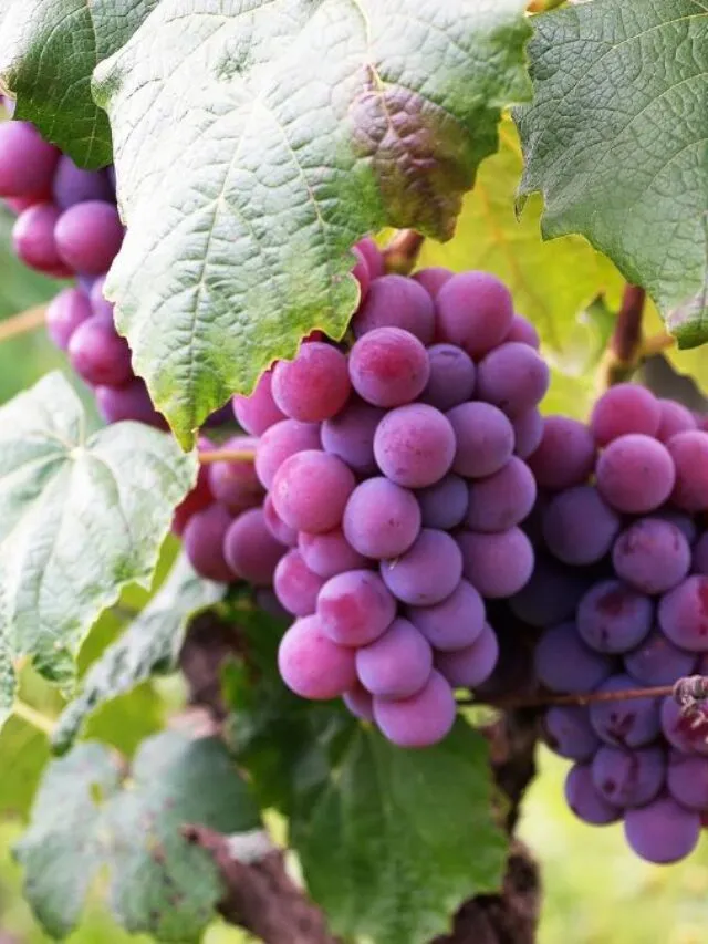 The Grapeful’s Surprising The benefits